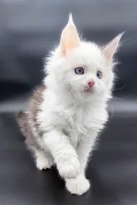 Maine Coon kittens for sale Glasgow
