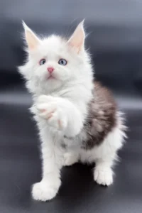 Maine Coon kittens for sale Glasgow