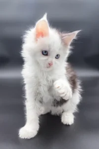 Maine Coon kittens for sale Glasgow