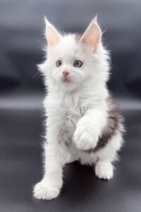 Maine Coon kittens for sale Glasgow