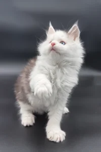 Maine Coon kittens for sale Glasgow