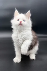 Maine Coon kittens for sale Glasgow