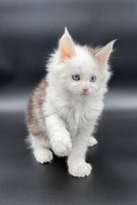 Maine Coon kittens for sale Glasgow