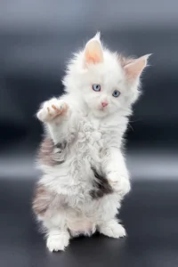 Maine Coon kittens for sale Glasgow