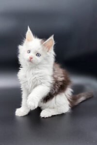 Maine Coon kittens for sale Glasgow