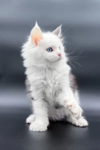 Maine Coon kittens for sale Glasgow