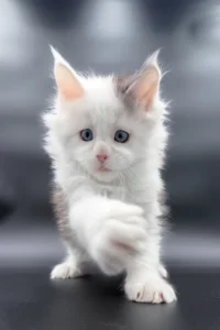 Maine Coon kittens for sale Glasgow