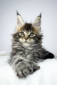 Maine coon kittens for sale scotland