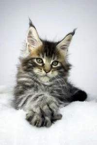 Maine coon kittens for sale scotland