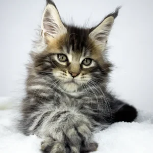 Maine coon kittens for sale scotland