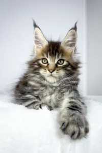Maine coon kittens for sale scotland