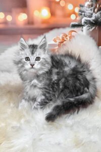 #1 Giant Maine Coon breeders UK