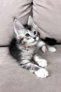 Maine Coon breeders UK