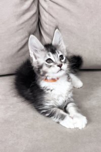 Maine Coon breeders UK