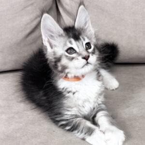 Maine Coon breeders UK