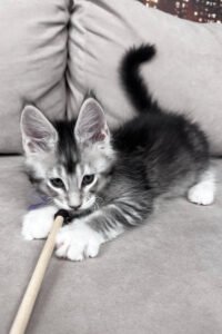 Maine Coon breeders UK