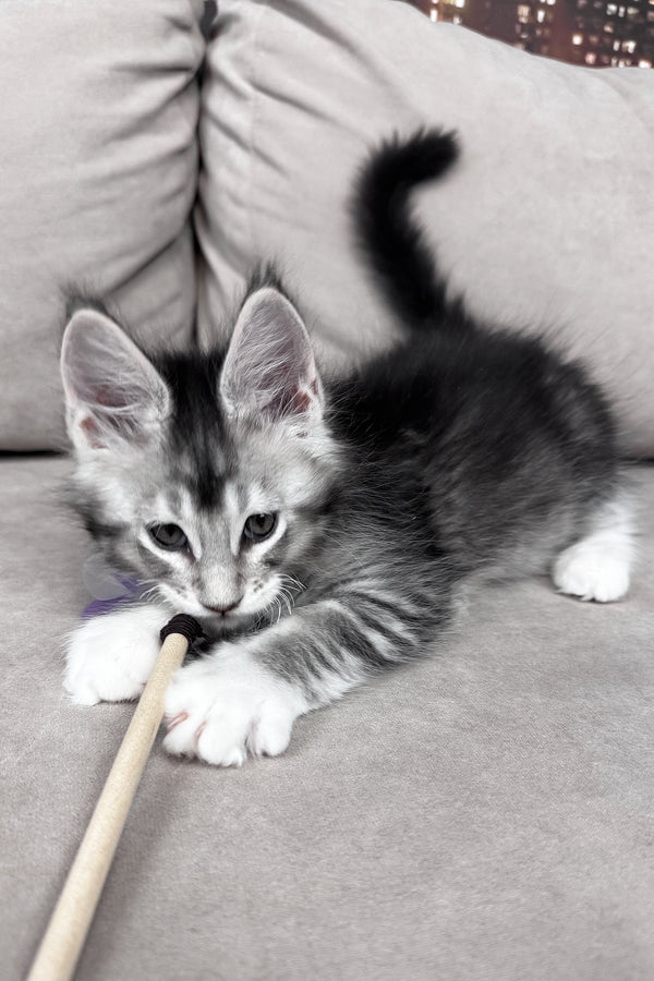 Maine Coon breeders UK