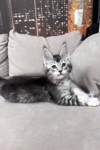 Maine Coon breeders UK