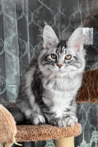 Giant Maine Coon kittens for sale