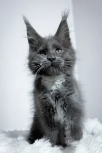 Maine Coon Kittens Scotland