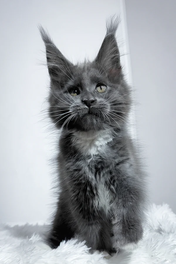 Maine Coon Kittens Scotland