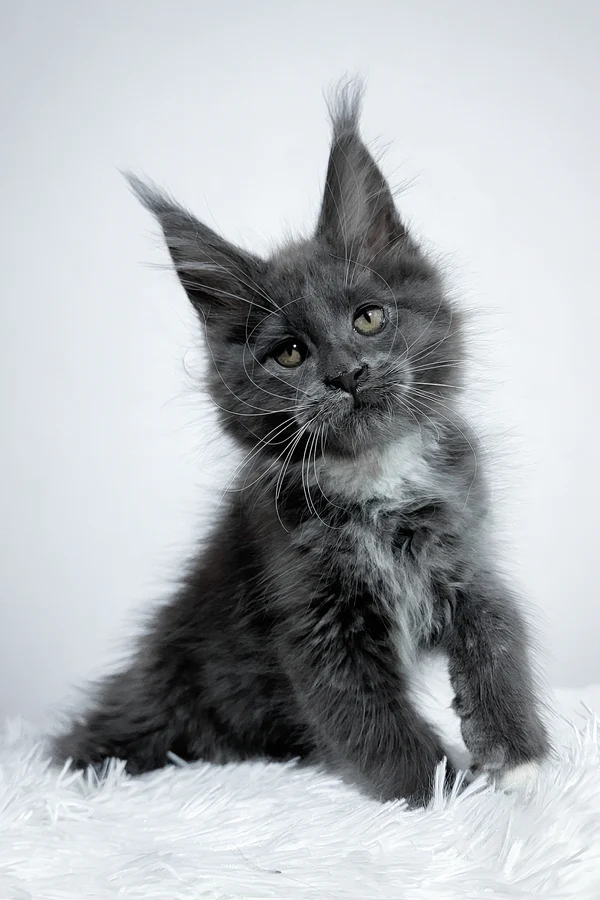 5_Viking_2912007_600x