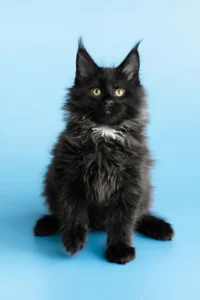 Giant Maine Coon kittens for sale