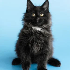 Giant Maine Coon kittens for sale