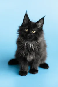 Giant Maine Coon kittens for sale