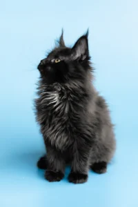 Giant Maine Coon kittens for sale