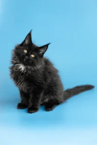 Giant Maine Coon kittens for sale