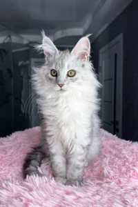 Maine Coon cat for sale