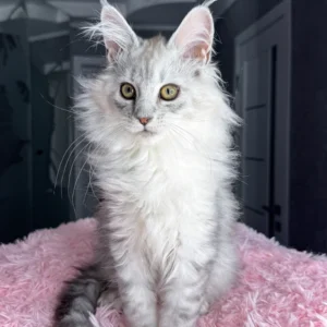Maine Coon cat for sale