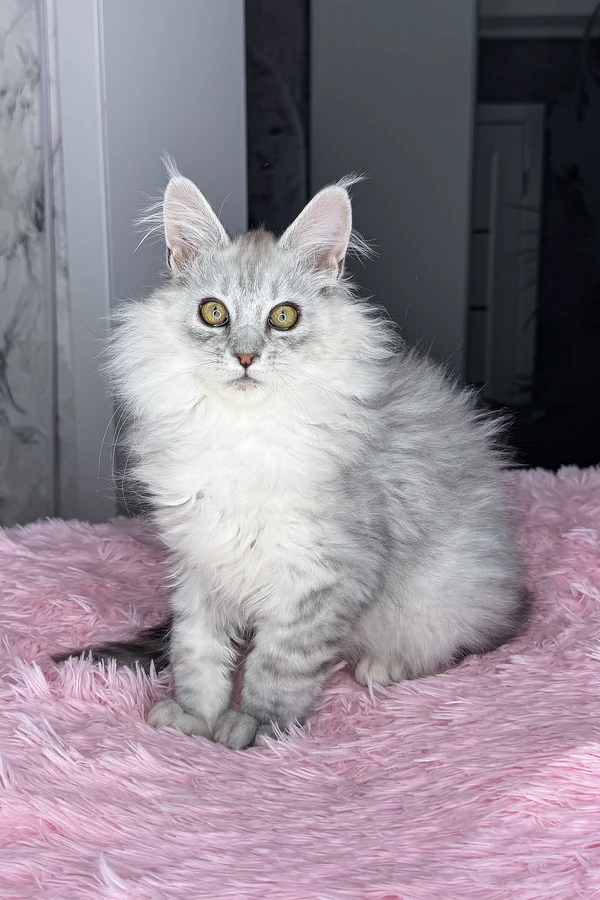 Maine Coon cat for sale