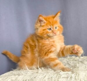 Maine Coon kitten for sale