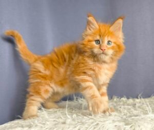 Maine Coon kitten for sale, Privacy Policy