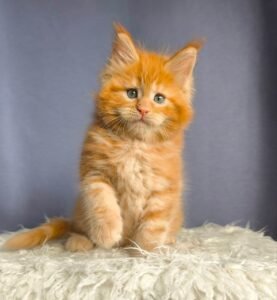 Maine Coon kitten for sale