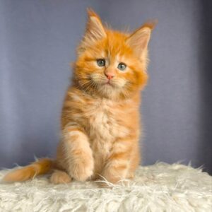 Maine Coon kitten for sale