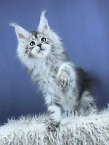 Maine Coon kittens for sale near me