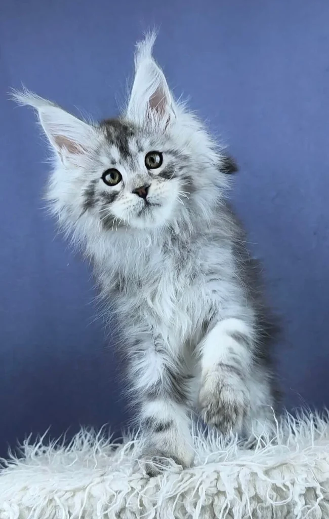 Maine Coon kittens for sale near me