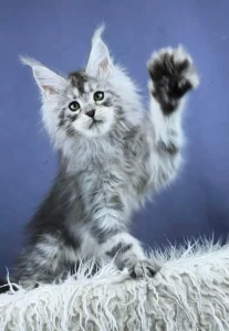 Maine Coon kittens for sale near me