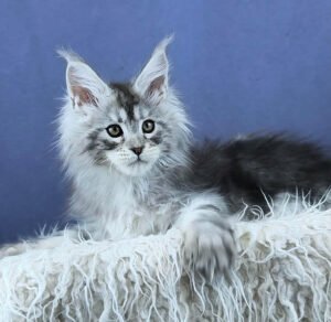 Maine Coon kittens for sale near me