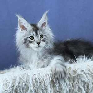 Maine Coon kittens for sale near me