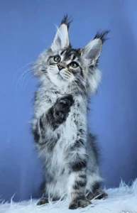 Maine coon kittens for sale scotland