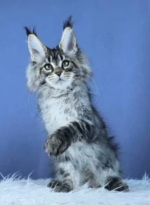 Maine coon kittens for sale scotland
