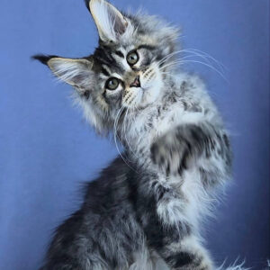 Maine coon kittens for sale scotland