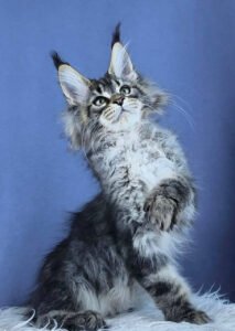 Maine coon kittens for sale scotland