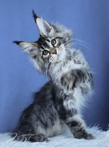 Maine coon kittens for sale scotland