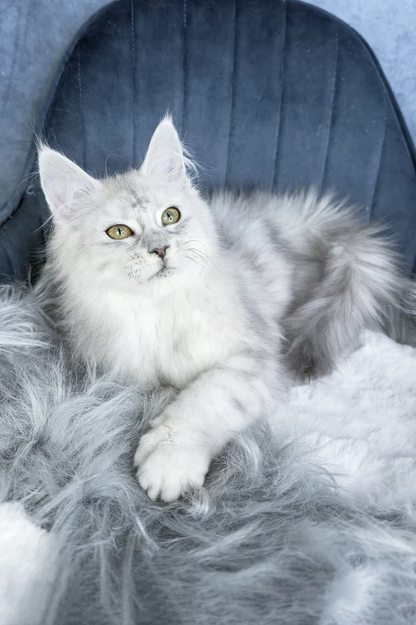 Giant Maine Coon kittens for sale