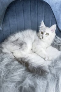 Giant Maine Coon kittens for sale